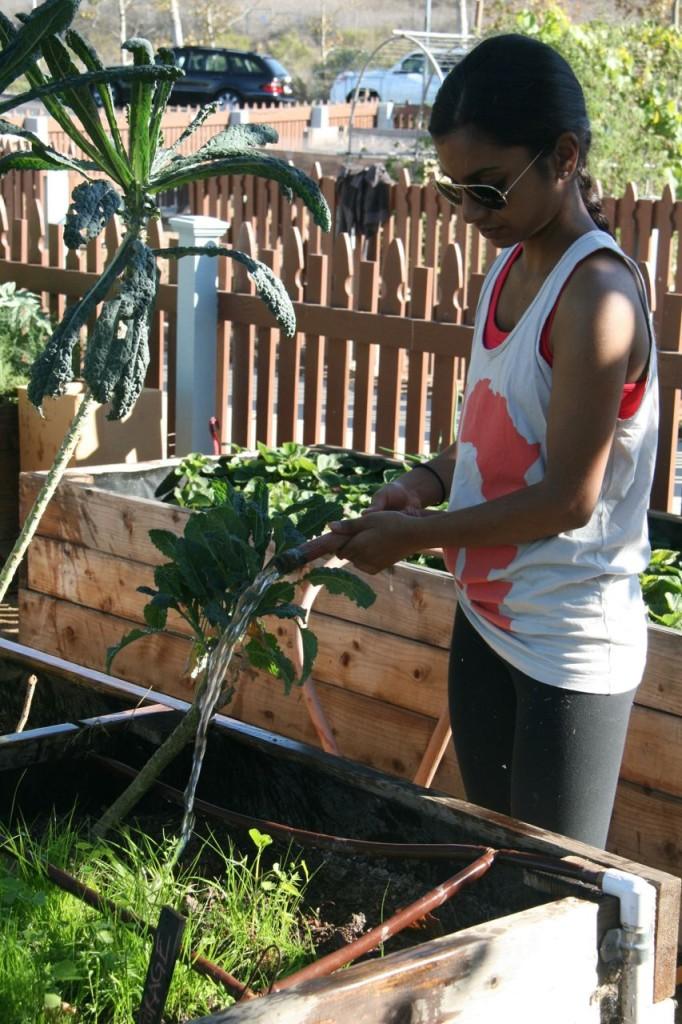 Junior Alisha Sarakki water plants in Savannah's Organic Garden. Oct. 17, 2013. Photographer: Rebecca Lynskey